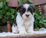 Small Photo #71 Havanese Puppy For Sale in GOSHEN, IN, USA