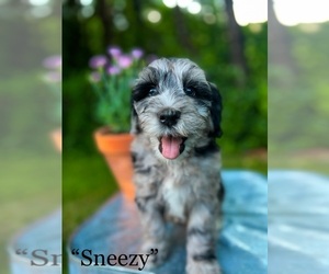 Bernedoodle Puppy for sale in LAKE STEVENS, WA, USA