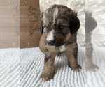 Small #15 Bernedoodle