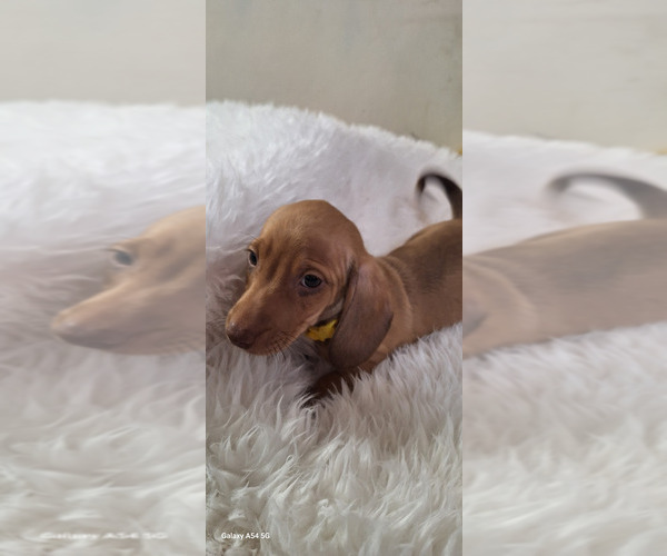 Medium Photo #6 Dachshund Puppy For Sale in TWENTYNINE PALMS, CA, USA