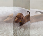 Small #5 Dachshund