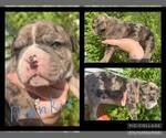 Small Photo #3 Olde English Bulldogge Puppy For Sale in WHEELER, MI, USA