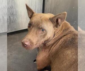 Labrador Retriever-Unknown Mix Dogs for adoption in San Antonio, TX, USA