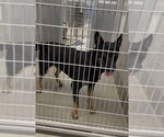 Small German Shepherd Dog Mix
