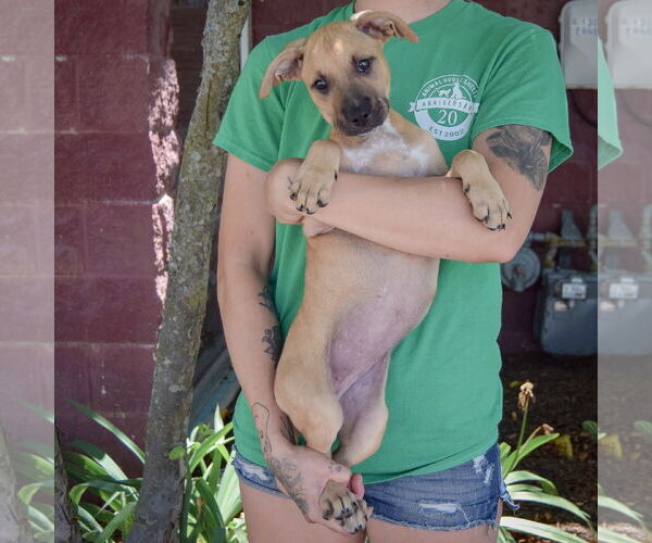 Medium Photo #4 Boxer-German Shepherd Dog Mix Puppy For Sale in Huntley, IL, USA