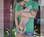 Small #3 Boxer-German Shepherd Dog Mix