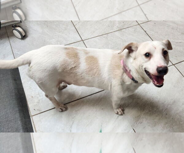 Medium Photo #2 Labrador Retriever-Unknown Mix Puppy For Sale in Walnutport, PA, USA