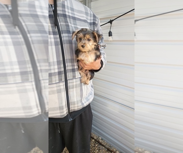 Medium Photo #44 Yorkshire Terrier Puppy For Sale in BENSON, NC, USA