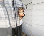 Small Photo #44 Yorkshire Terrier Puppy For Sale in BENSON, NC, USA