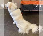 Small #1 Great Pyrenees Mix