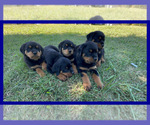 Small Photo #10 Rottweiler Puppy For Sale in COLUMBIA, TN, USA