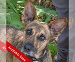 Small Holland Shepherd Mix