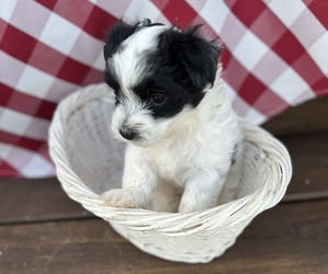 Morkie Puppy for sale in UMATILLA, FL, USA