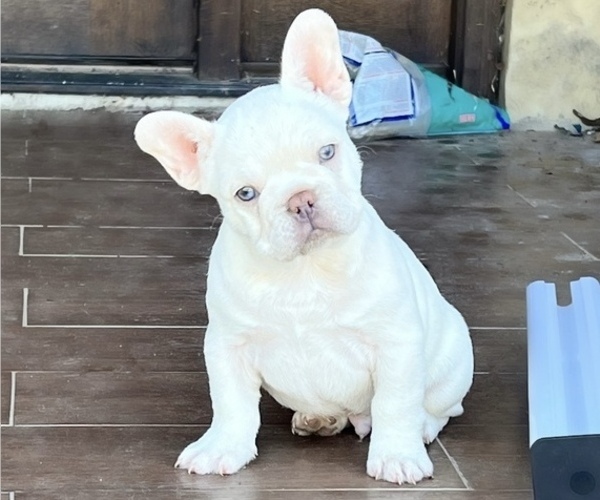 Medium Photo #1 French Bulldog Puppy For Sale in BASTROP, TX, USA