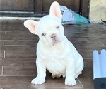 Small Photo #1 French Bulldog Puppy For Sale in BASTROP, TX, USA