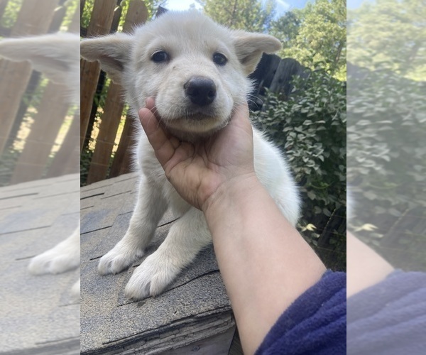 Medium Photo #11 Swiss Shepherd-Timber Wolf Mix Puppy For Sale in MAD RIVER, CA, USA