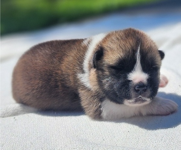 Medium Photo #8 Akita Puppy For Sale in STRAFFORD, MO, USA