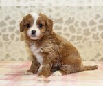 Small #3 Cavapoo