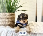 Puppy Blue Miniature Bernedoodle