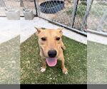 Small Carolina Dog-Staffordshire Bull Terrier Mix