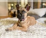 Small Photo #1 Boxer-Unknown Mix Puppy For Sale in Genesee, WI, USA