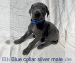 Small Photo #3 Great Dane Puppy For Sale in OKLAHOMA CITY, OK, USA