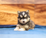 Small Photo #2 Pomsky Puppy For Sale in TAMPICO, IL, USA