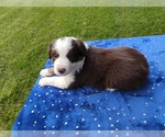 Small #5 Miniature American Shepherd