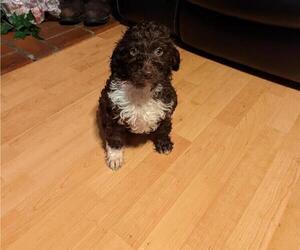 Aussiedoodle Puppy for Sale in GRANGER, Washington USA
