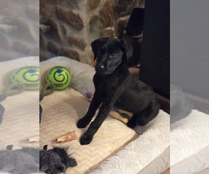 Labrador Retriever Puppy for sale in APPOMATTOX, VA, USA