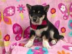 Small Photo #12 Shiba Inu Puppy For Sale in ELDORA, PA, USA