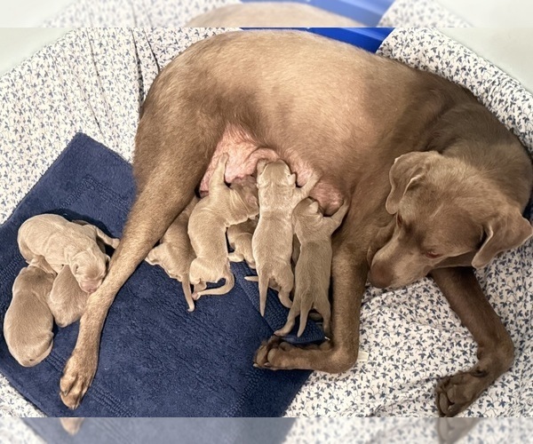 Medium Photo #1 Labrador Retriever Puppy For Sale in COVINA, CA, USA