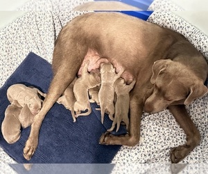 Labrador Retriever Puppy for sale in COVINA, CA, USA