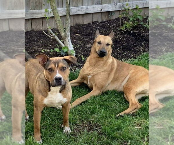 Medium Photo #7 American Pit Bull Terrier-Unknown Mix Puppy For Sale in Germantown, OH, USA