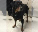 Small Rottweiler