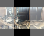 Small #2 Siberian Husky Mix