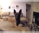Small Photo #1 Belgian Malinois Puppy For Sale in BLACK MOUNTAIN, NC, USA