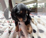 Small #4 Dachshund