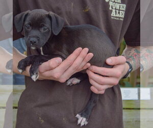 Sandy - Female Border Collie-Unknown Mix Dog for Adoption - Photo #2