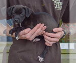 Small Photo #2 Border Collie-Unknown Mix Puppy For Sale in Huntley, IL, USA