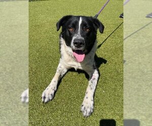 Pointer-Unknown Mix Dogs for adoption in Naples, FL, USA