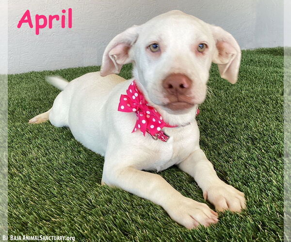 Medium Photo #1 American Pit Bull Terrier-Labrador Retriever Mix Puppy For Sale in San Diego, CA, USA