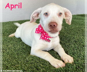 American Pit Bull Terrier-Labrador Retriever Mix Dogs for adoption in San Diego, CA, USA