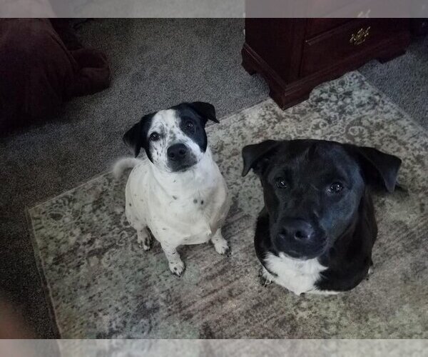 Medium Photo #4 Mutt Puppy For Sale in New York, NY, USA