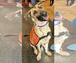 Small #10 German Shepherd Dog Mix