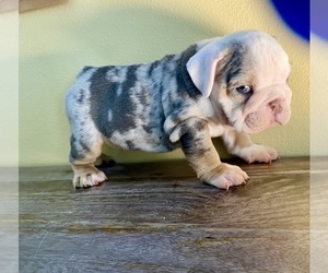 English Bulldog Puppy for sale in SANTA CLARITA, CA, USA