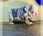 Small Photo #1 English Bulldog Puppy For Sale in SANTA CLARITA, CA, USA