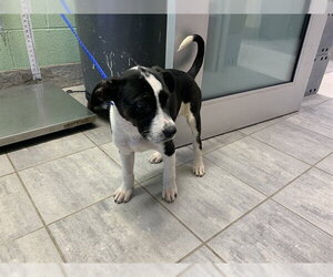 Siberian Husky-Unknown Mix Dogs for adoption in Grand Prairie, TX, USA