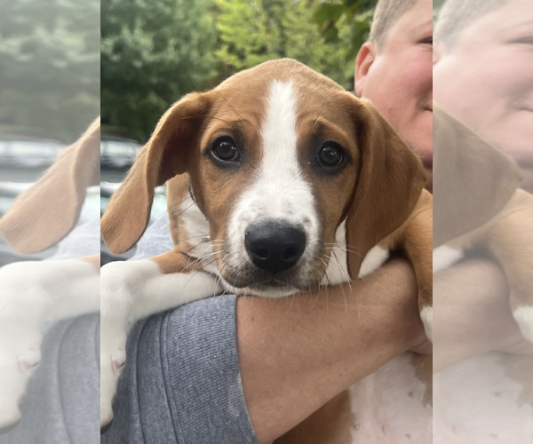 Medium Photo #2 Labbe Puppy For Sale in Rockville, MD, USA