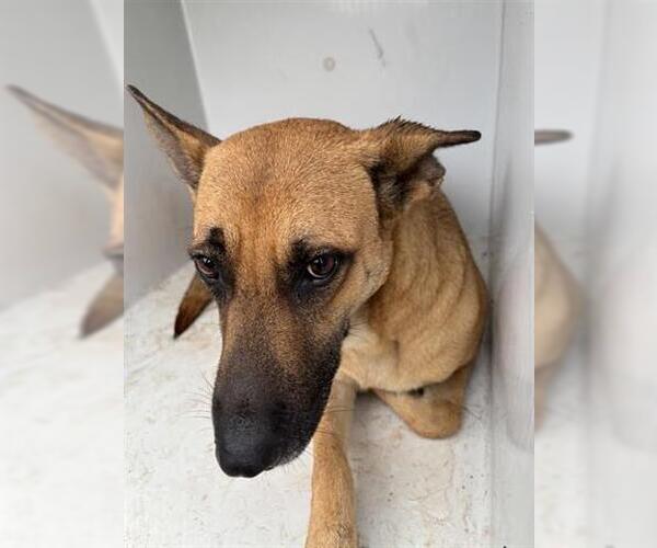 Medium Photo #1 German Shepherd Dog Puppy For Sale in Houston, TX, USA